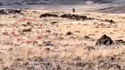 Şanlıurfa'nın Siverek ilçesi kırsalında ceylanlar doğal ortamlarında görüntülenerek kayıt altına