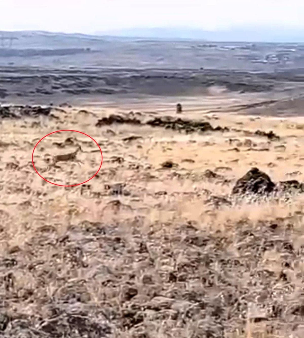 Şanlıurfa'nın Siverek ilçesi kırsalında ceylanlar doğal ortamlarında görüntülenerek kayıt altına