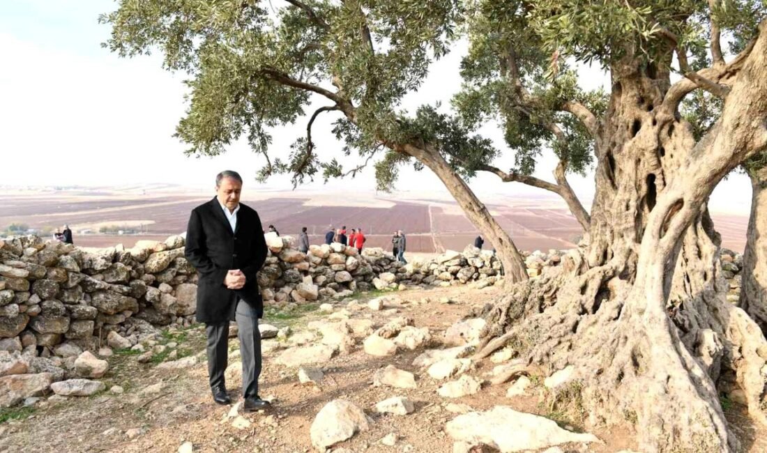 Şanlıurfa'da asırlık geçmişiyle dikkat çeken 1314 yıllık zeytin ağacının bulunduğu