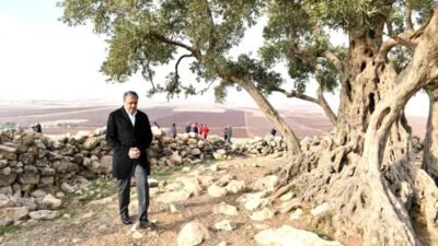 Şanlıurfa'da asırlık geçmişiyle dikkat çeken 1314 yıllık zeytin ağacının bulunduğu