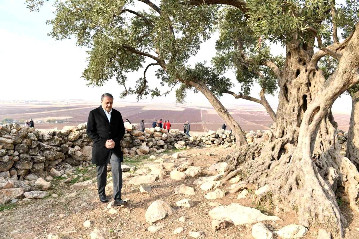 Şanlıurfa'da asırlık geçmişiyle dikkat çeken 1314 yıllık zeytin ağacının bulunduğu