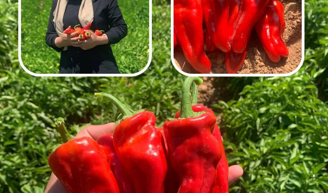 Şanlıurfalı Ziraat Mühendisi Büşra Gündüzalp’tan İsot Fiyatlarıyla İlgili Dikkat Çeken Değerlendirme. Ziraat Mühendisi Büşra Gündüzalp, Şanlıurfa'da isot fiyatlarının tarladaki yüksek üretim