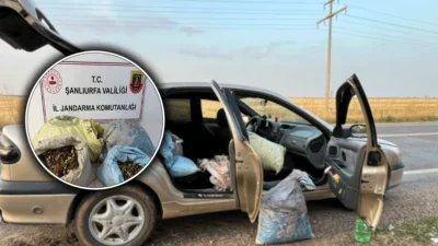 Jandarma ekipleri, Ceylanpınar'da torbalara fıstık yükleyen 4 kişiyi 13 Ekim'de